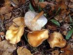Collybia dryophila: Gymnopus dryophilus - fungi species list A Z
