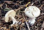 Clitocybe glacialis - fungi species list A Z