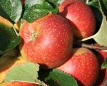 Orleans Reinette - Apple Varieties list a - z  