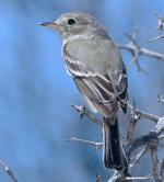 Gray Flycatcher - Bird Species | Frinvelis jishebi | ფრინველის ჯიშები