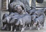 Meishan | Pig | Pig Breeds