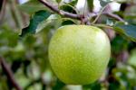 Granny Smith - Apple Varieties list a - z  