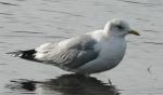 Mew Gull - Bird Species | Frinvelis jishebi | ფრინველის ჯიშები