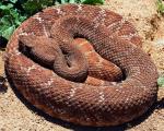Crotalus ruber - Red Diamond Rattlesnake | Snake Species