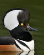 Hooded Merganser - Bird Species | Frinvelis jishebi | ფრინველის ჯიშები