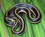 Thamnophis gigas - Giant Gartersnake - Snake Species | Gveli | გველი