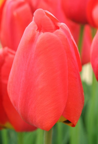 Apeldoorn -                                                         Tulip Species | TITA | ტიტა                                                        