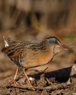 Virginia Rail - Bird Species | Frinvelis jishebi | ფრინველის ჯიშები