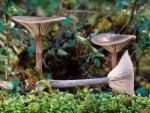 Pseudoclitocybe cyathiformis - Fungi Species | sokos jishebi | სოკოს ჯიშები
