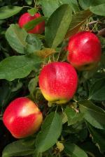 Fulford Gala - Apple Varieties list a - z  