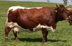 Pinzgauer | Cow | Cow Breeds