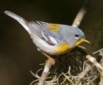 Northern Parula - Bird Species | Frinvelis jishebi | ფრინველის ჯიშები
