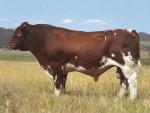 Maine-Anjou | Cow | Cow Breeds