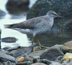 Gray-tailed Tattler - Bird Species | Frinvelis jishebi | ფრინველის ჯიშები