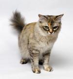 Asian Semi-Longhair | Cat | Cat Breeds