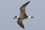 Black-capped Petrel - Bird Species | Frinvelis jishebi | ფრინველის ჯიშები