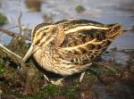 Jack Snipe - Bird Species | Frinvelis jishebi | ფრინველის ჯიშები