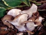 Hohenbuehelia petaloides - Fungi Species