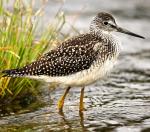 Greater Yellowlegs - Bird Species | Frinvelis jishebi | ფრინველის ჯიშები