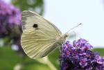 Large White - Butterfly species | PEPLIS JISHEBI | პეპლის ჯიშები