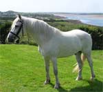 Connemara | Horse | Horse Breeds