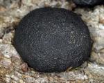 Cramp Balls: Annulohypoxylon thouarsianum - Fungi Species