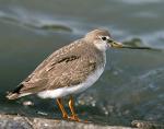 Terek Sandpiper - Bird Species | Frinvelis jishebi | ფრინველის ჯიშები