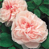Barbara Austin - Rose Varieties | VARDI |  ვარდი                                                                                                                