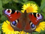 Peacock | Butterfly species