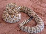 Crotalus oreganus abyssus  - Grand Canyon Rattlesnake | Snake Species