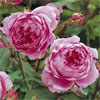 Huntington Rose