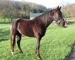 Racking Horse | Horse | Horse Breeds