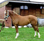 Welsh Section A and B | Horse | Horse Breeds