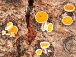 Lachnellula calyciformis - Fungi Species