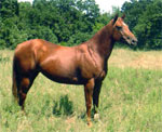 American Quarter Horse | Horse | Horse Breeds
