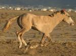 Adaev | Horse | Horse Breeds