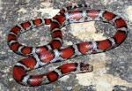 Lampropeltis triangulum syspila - Red Milksnake | Snake Species