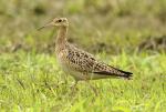 Little Curlew - Bird Species | Frinvelis jishebi | ფრინველის ჯიშები