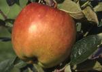 Braeburn | Apple Species 