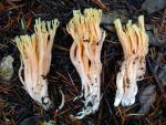 Ramaria conjunctipes var. tsugensis  - Fungi Species | sokos jishebi | სოკოს ჯიშები