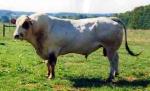 Piedmontese | Cow | Cow Breeds