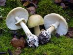 Death Cap: Amanita phalloides - fungi species list A Z
