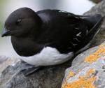 Dovekie - Bird Species | Frinvelis jishebi | ფრინველის ჯიშები