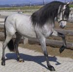 Aralusian Horse | Horse | Horse Breeds