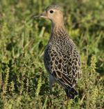 Buff-breasted Sandpiper - Bird Species | Frinvelis jishebi | ფრინველის ჯიშები