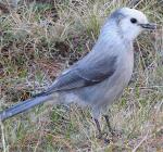 Gray Jay - Bird Species | Frinvelis jishebi | ფრინველის ჯიშები