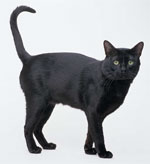 Bombay | Cat | Cat Breeds