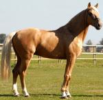 Anglo-Luso Horse | Horse | Horse Breeds