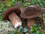 Tylopilus porphyrosporus - Fungi Species | sokos jishebi | სოკოს ჯიშები
