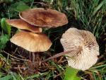 Gymnopus subpruinosus - Fungi Species | sokos jishebi | სოკოს ჯიშები